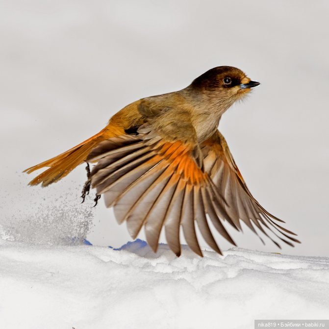 Кукша — Болталка и разговоры обо всем: жизнь (фото 3)