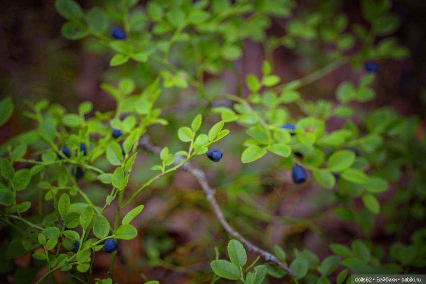 Лесная красота — Куклы Fairyland (ФэйриЛэнд): BJD (БЖД) (фото 6)