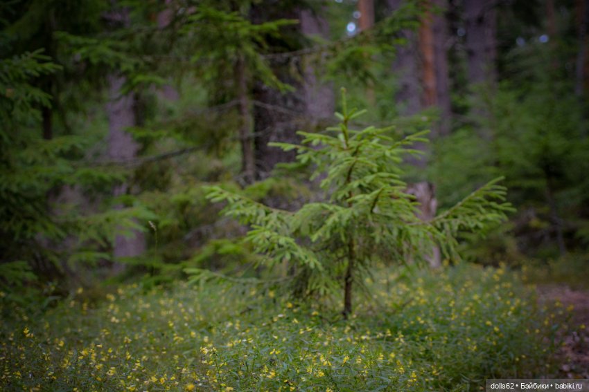 Лесная красота — Куклы Fairyland (ФэйриЛэнд): BJD (БЖД) (фото 4)
