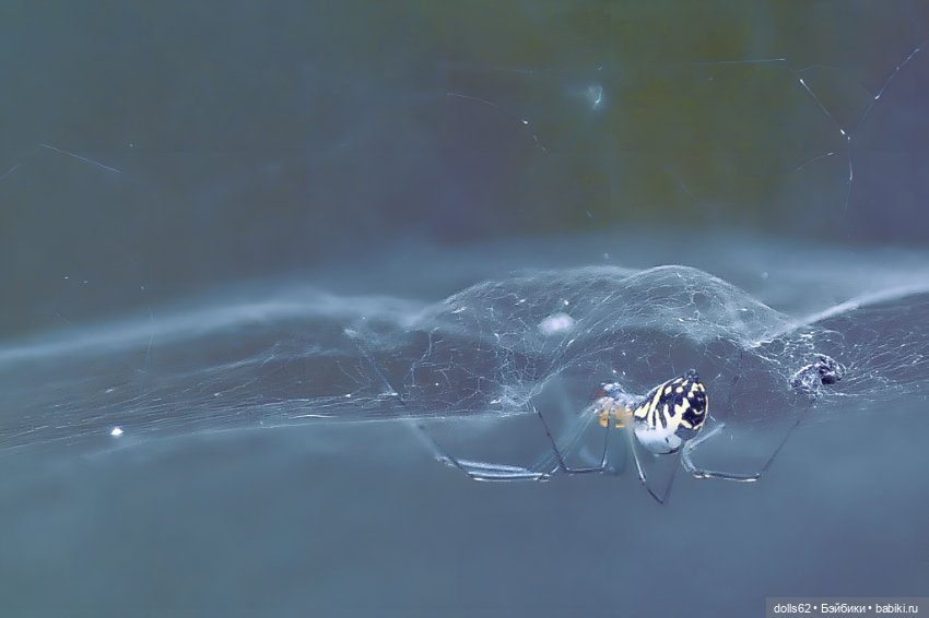 Лесная красота — Куклы Fairyland (ФэйриЛэнд): BJD (БЖД) (фото 8)