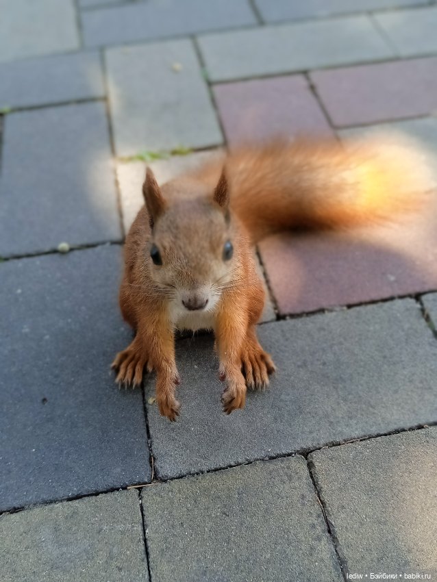 Будни кукломанки Часть 3 Инфекция распространяется