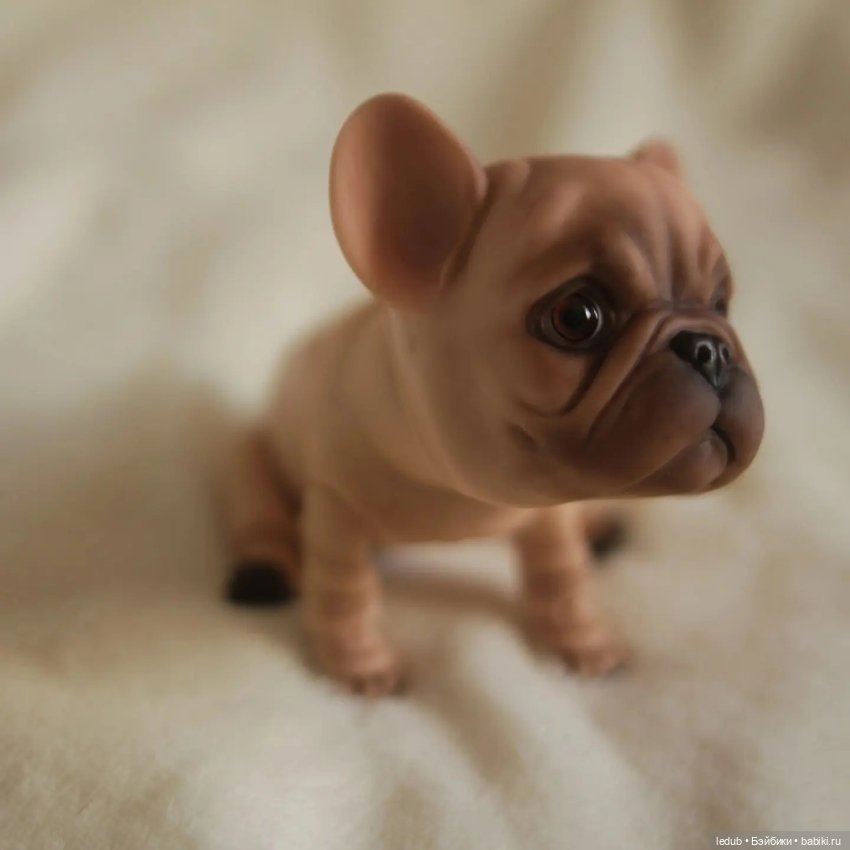 Хорошо забытое старое. Французский бульдог (фото 7)