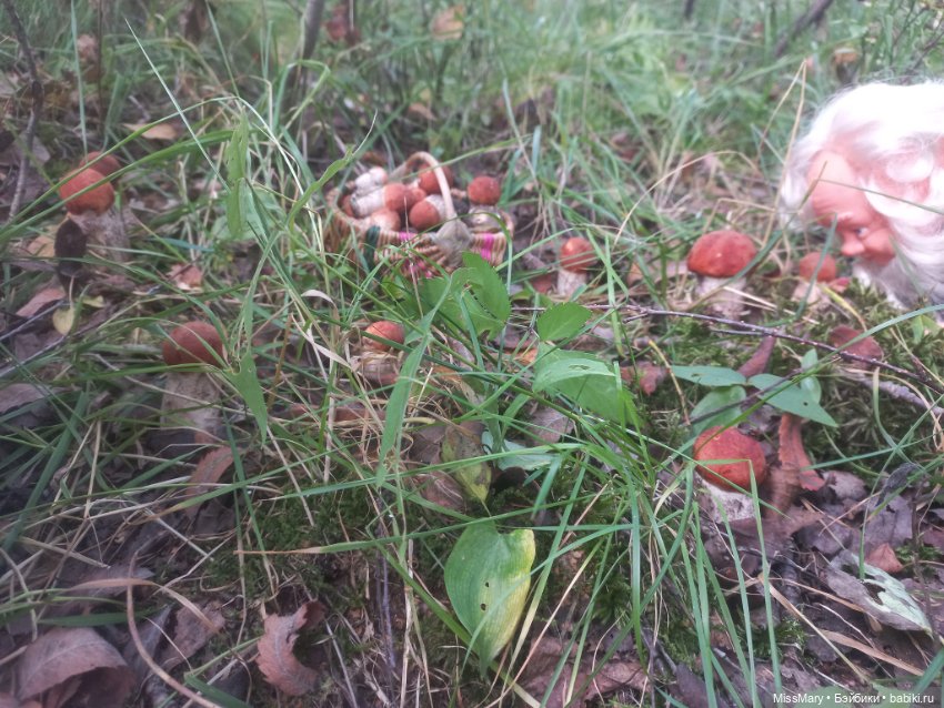 Весёлые картинки. Как Петрович по грибы ходил