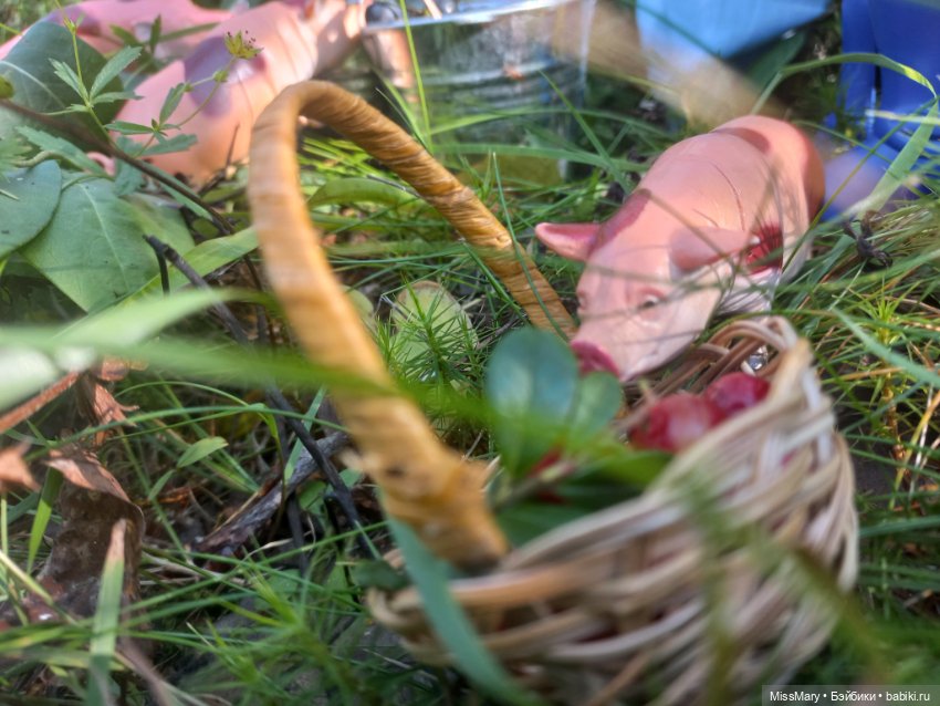 Как Иван за черникой ходил