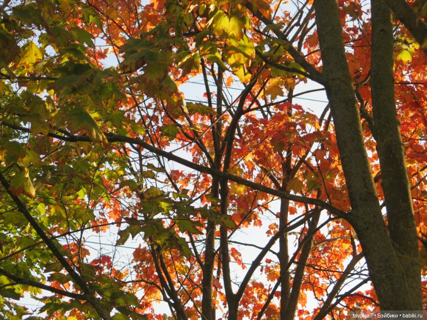 Первое осеннее 2023 — Игровые куклы разных производителей (Разное): редкие бренды (фото 3)