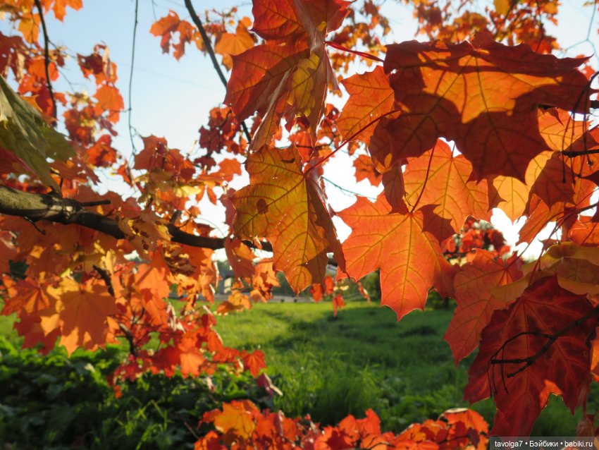 Первое осеннее 2023 — Игровые куклы разных производителей (Разное): редкие бренды (фото 10)