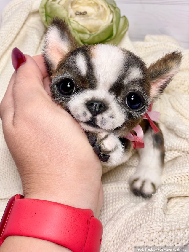 Криспин — Реалистичные игрушки и звери (Натюр): собаки