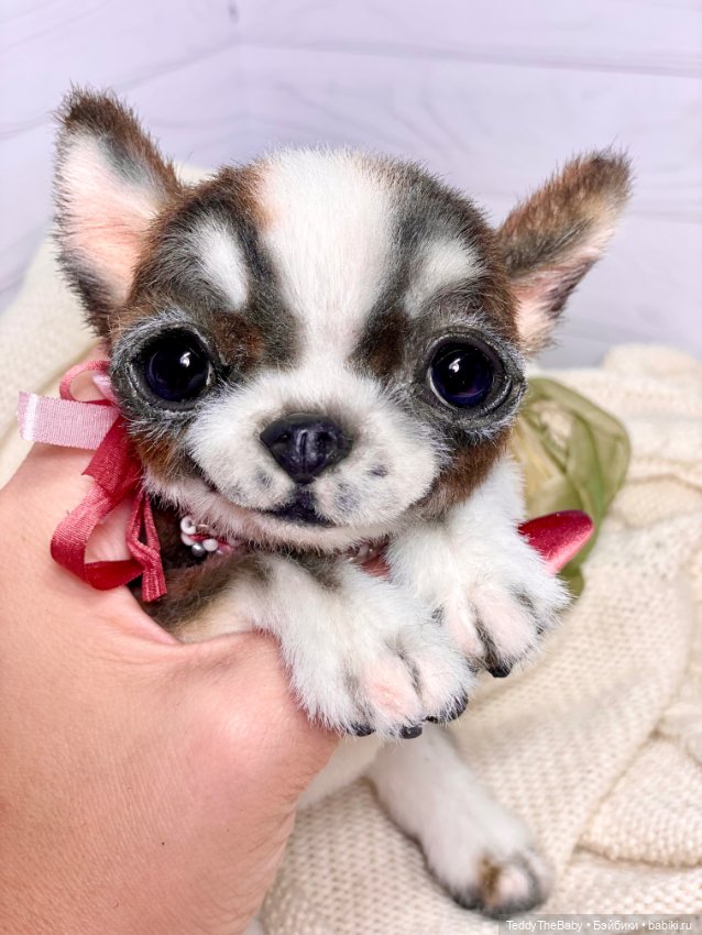 Криспин — Реалистичные игрушки и звери (Натюр): собаки (фото 3)