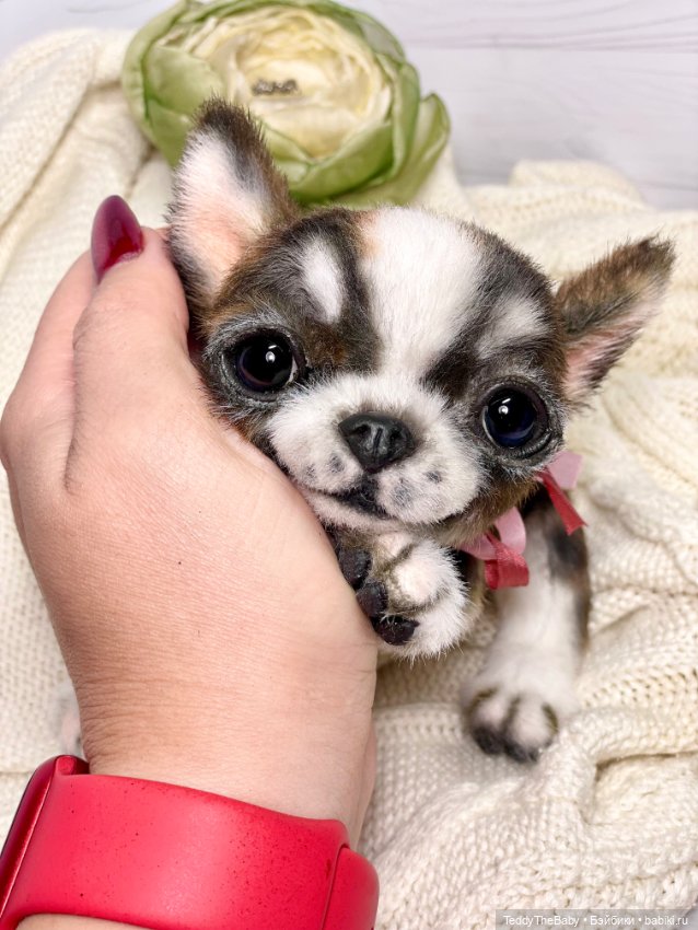 Криспин — Реалистичные игрушки и звери (Натюр): собаки