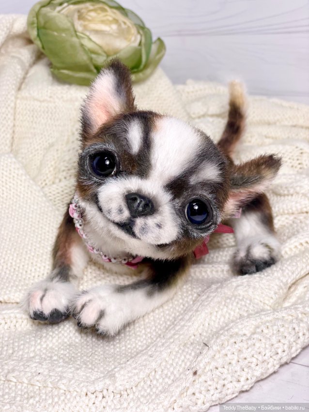 Криспин — Реалистичные игрушки и звери (Натюр): собаки