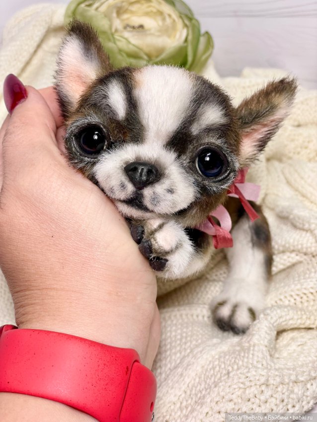 Криспин — Реалистичные игрушки и звери (Натюр): собаки