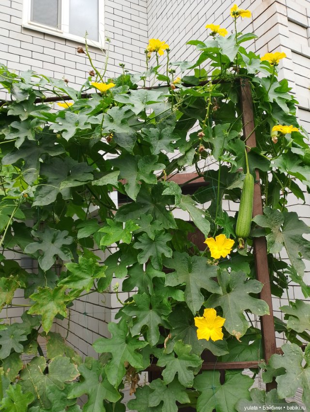 Санькина осень — Домашние фото авторских кукол: личные коллекции