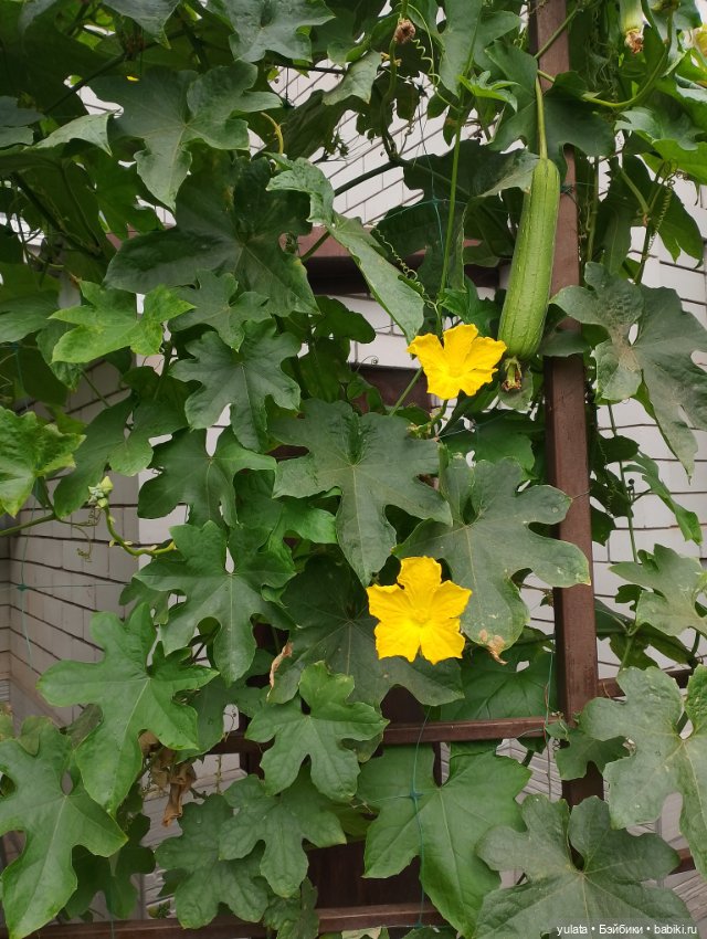 Санькина осень — Домашние фото авторских кукол: личные коллекции (фото 10)