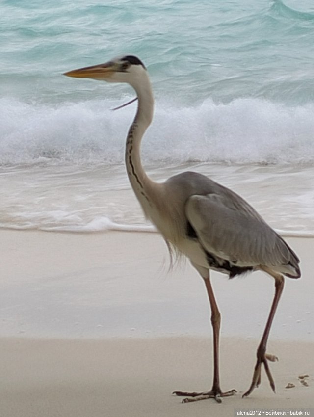 О том, как мы с собачкой стали контрабандистками