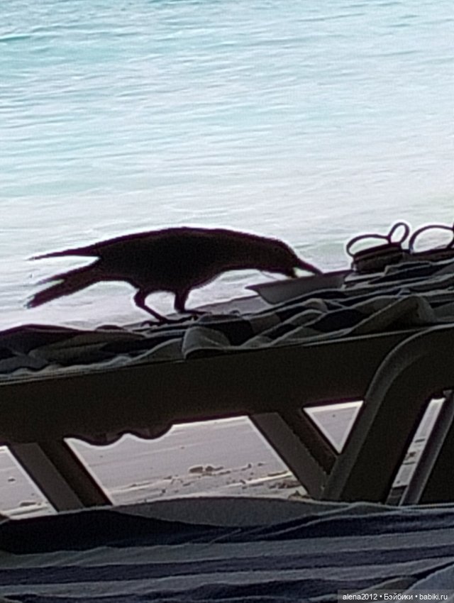 О том, как мы с собачкой стали контрабандистками