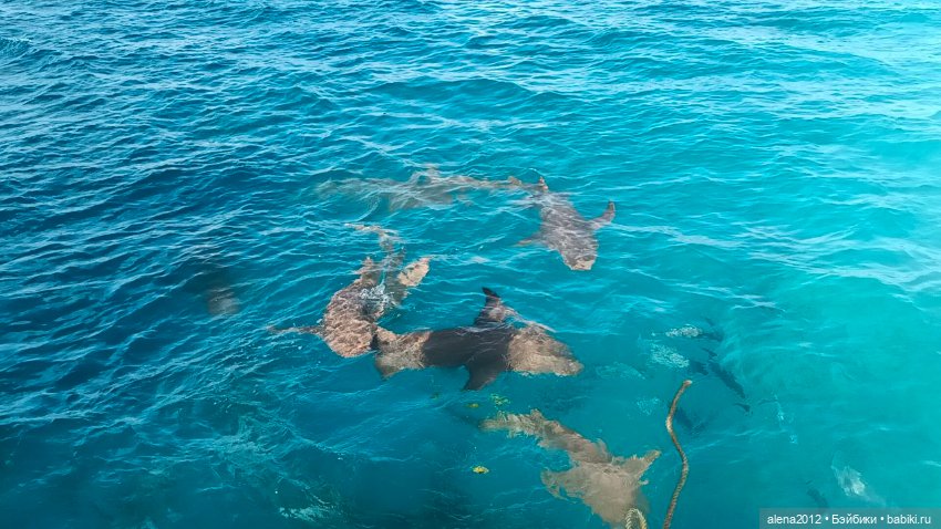 О том, как мы с собачкой стали контрабандистками