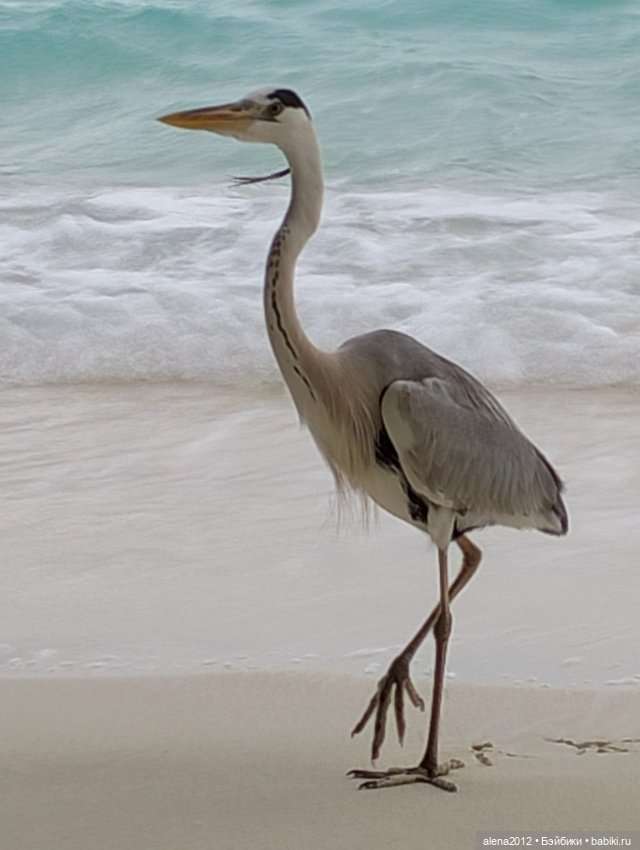 О том, как мы с собачкой стали контрабандистками