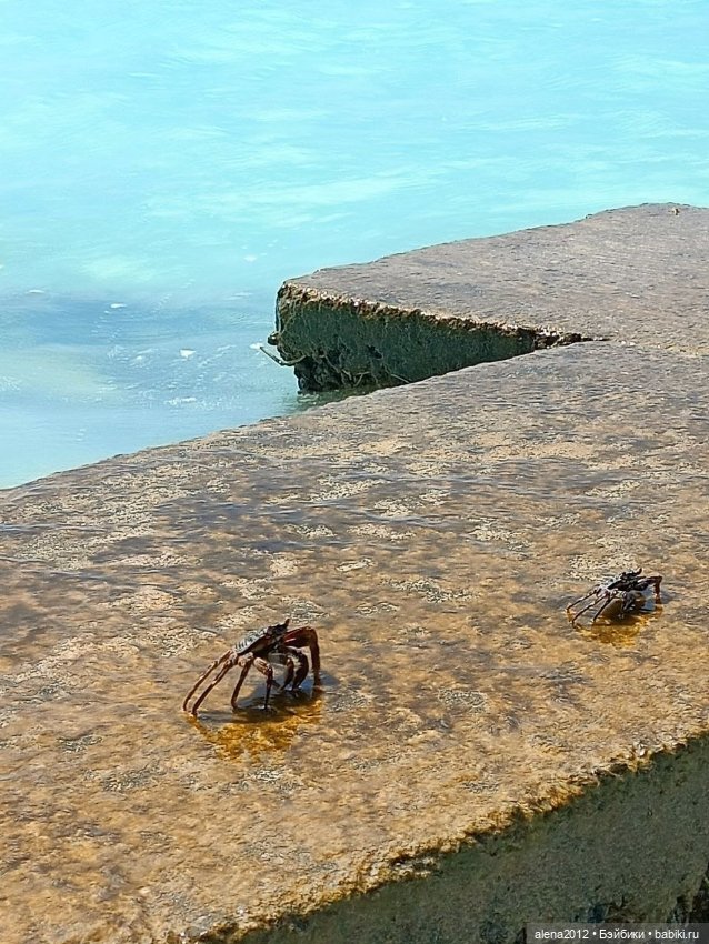 О том, как мы с собачкой стали контрабандистками