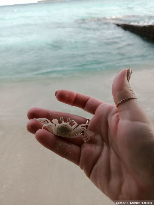 О том, как мы с собачкой стали контрабандистками