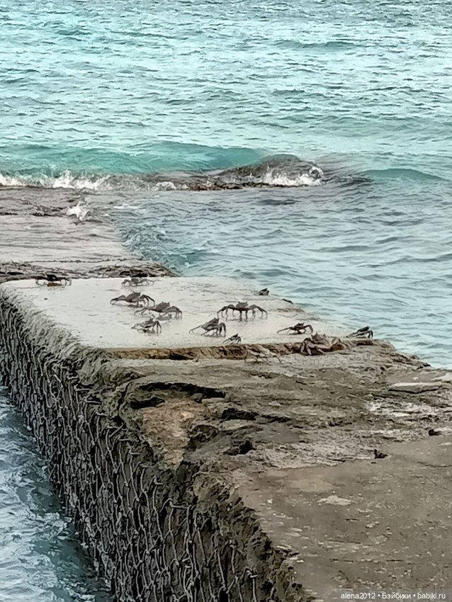 О том, как мы с собачкой стали контрабандистками