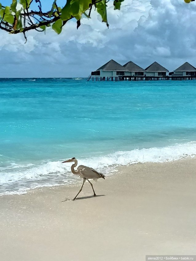 О том, как мы с собачкой стали контрабандистками