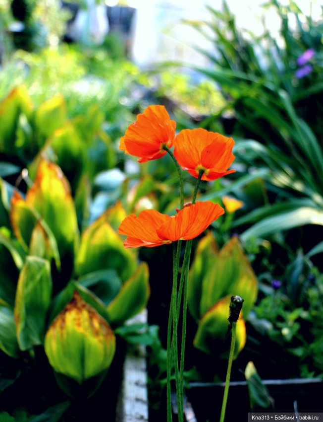 Добрые тыковки — Одежда и обувь для кукол своими руками: фото