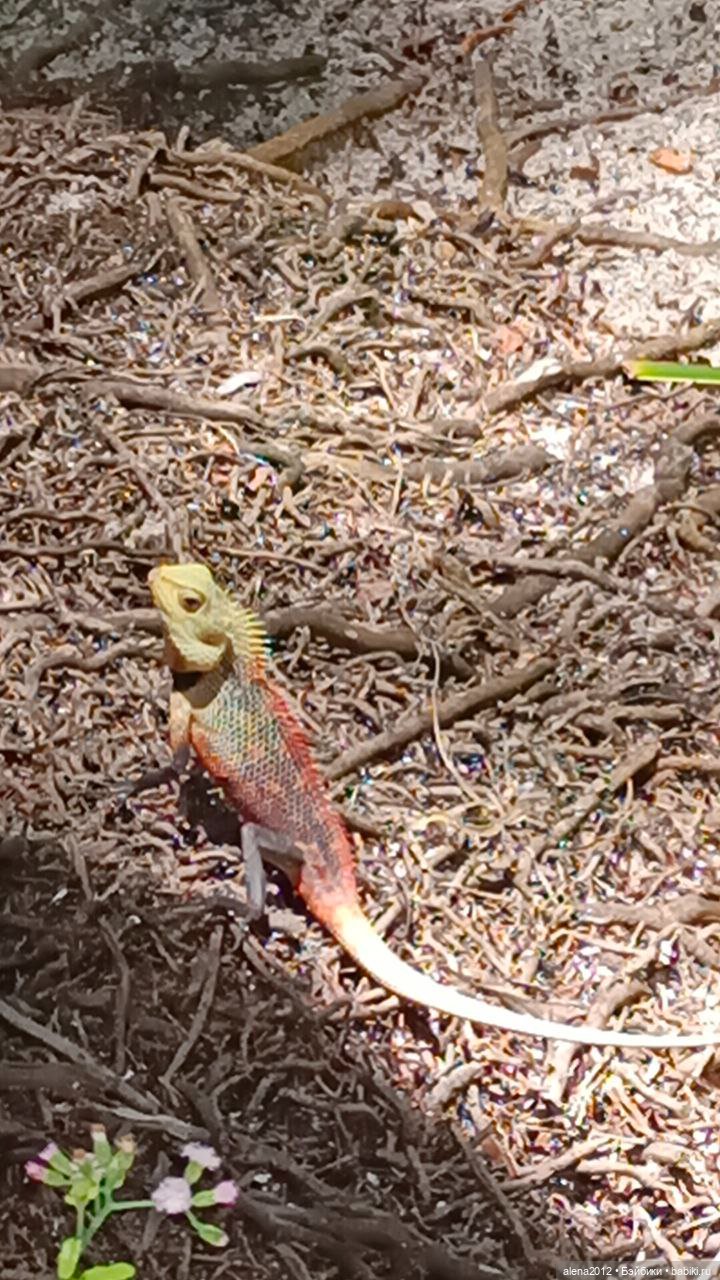 О том, как мы с собачкой стали контрабандистками