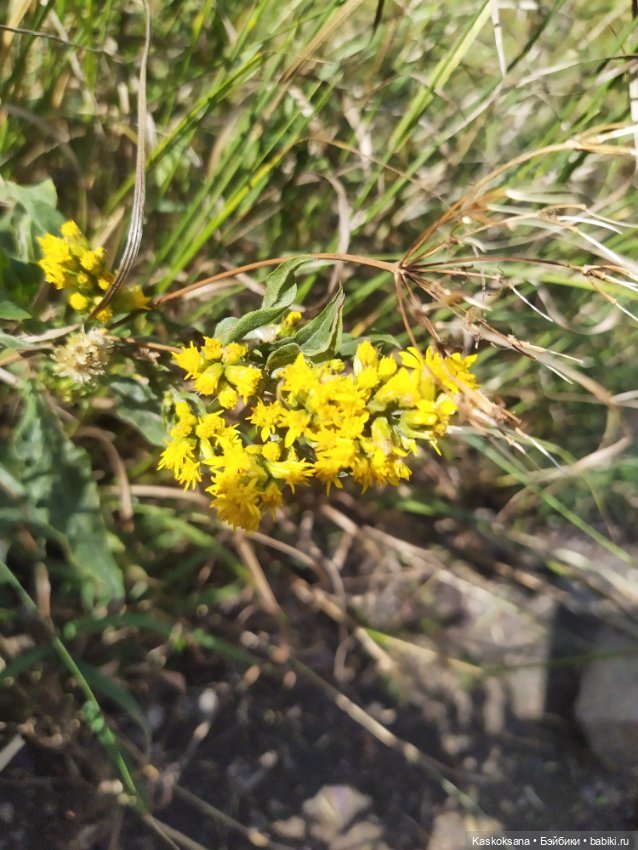 Дорога на Большой Тау. Пятигорье