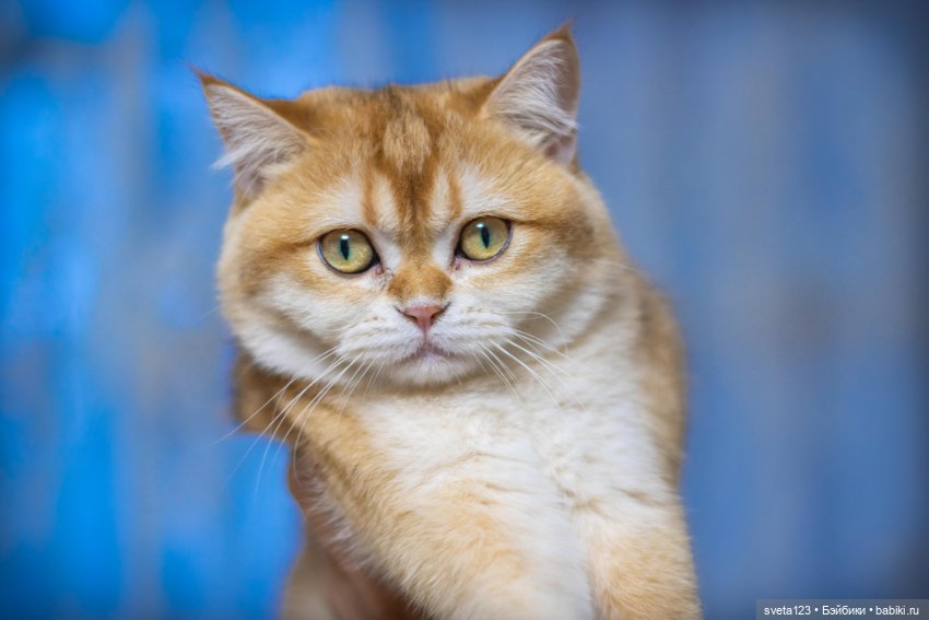 18 сентября День рыжего кота (фото 7)