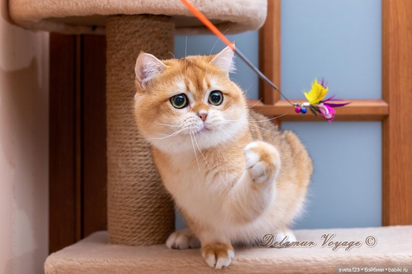 18 сентября День рыжего кота