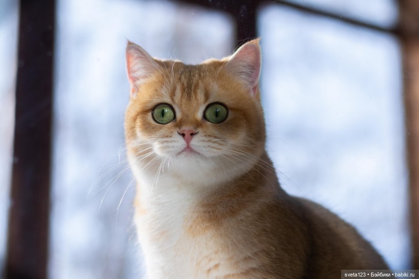 18 сентября День рыжего кота (фото 8)