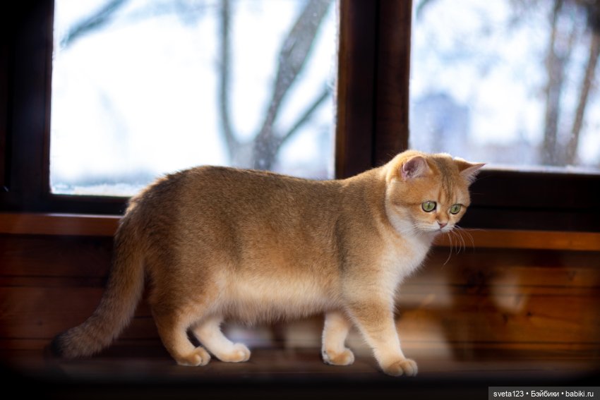 18 сентября День рыжего кота (фото 9)