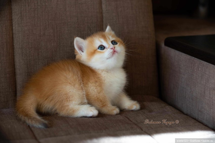 18 сентября День рыжего кота