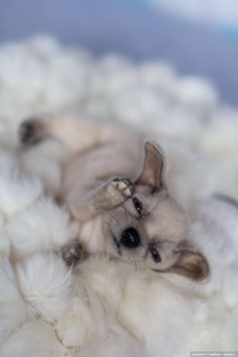 Немножко о собачках — Текстильные игрушки и примитивы: кофейные