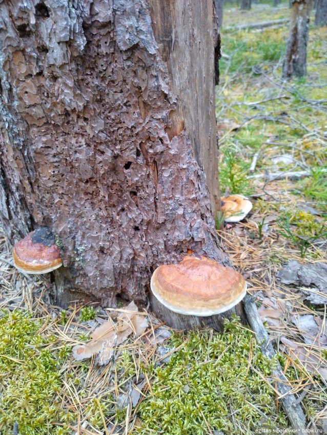 Олеся и грибы 🍄🍄🍄 — Игровые куклы разных производителей (Разное): редкие бренды (фото 8)