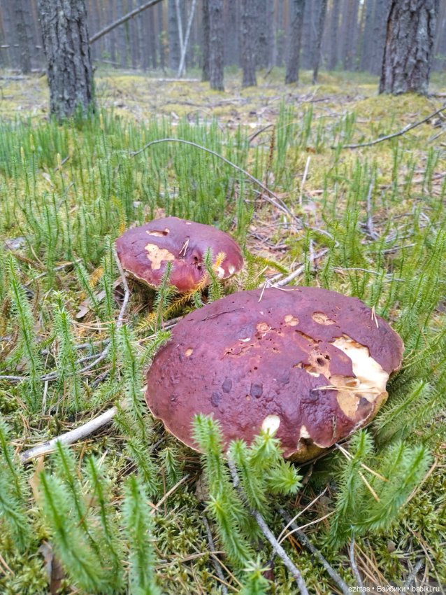 Олеся и грибы 🍄🍄🍄 — Игровые куклы разных производителей (Разное): редкие бренды (фото 7)