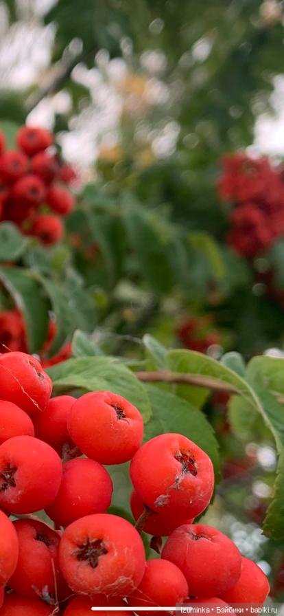 Осенние мотивы... Жу , авторские куклы Даши Нужновой