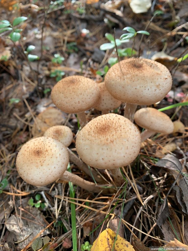 Осенние мотивы... Жу , авторские куклы Даши Нужновой (фото 2)