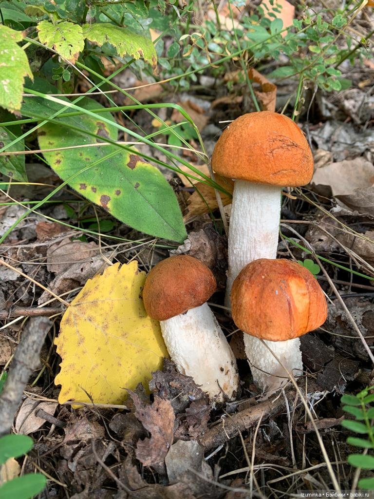 Осенние мотивы... Жу , авторские куклы Даши Нужновой (фото 4)