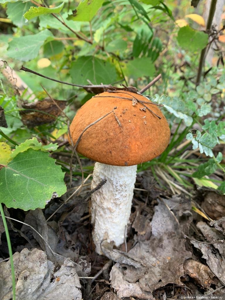 Осенние мотивы... Жу , авторские куклы Даши Нужновой (фото 3)