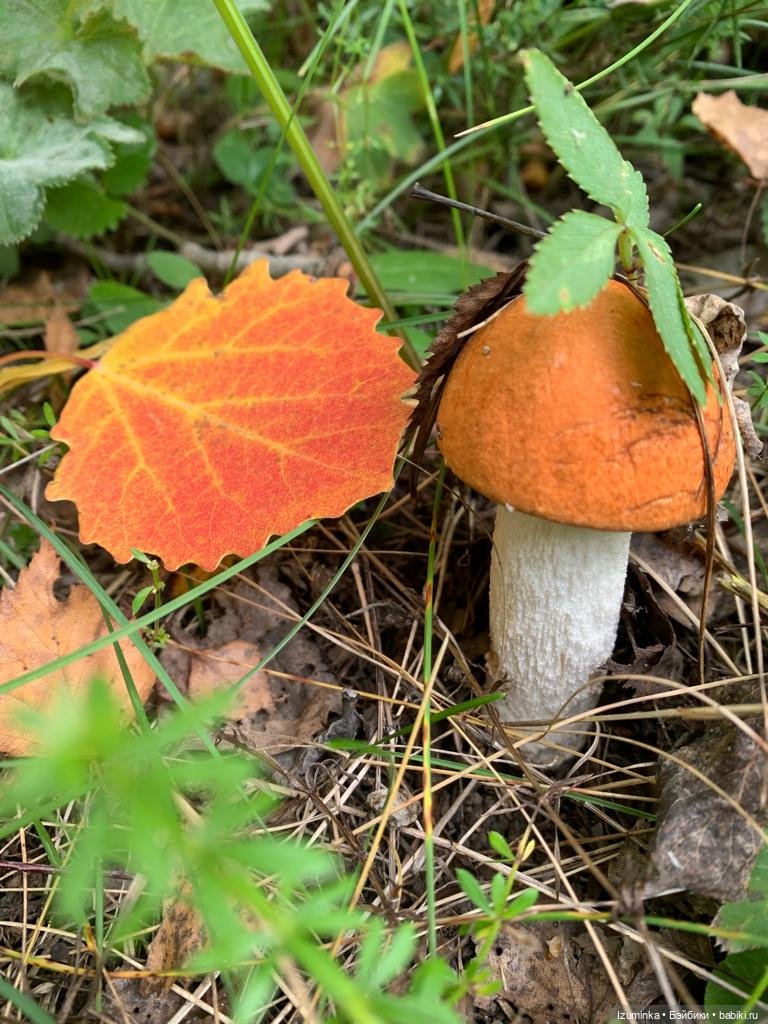 Осенние мотивы... Жу , авторские куклы Даши Нужновой