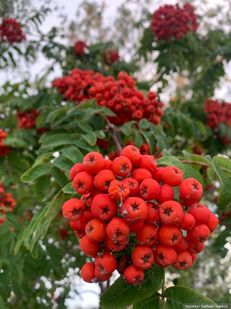 Осенние мотивы... Жу , авторские куклы Даши Нужновой (фото 5)