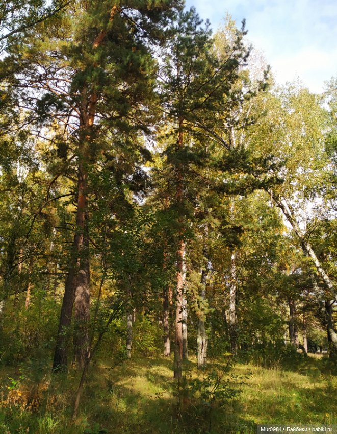 Сбор даров леса и осеннего урожая