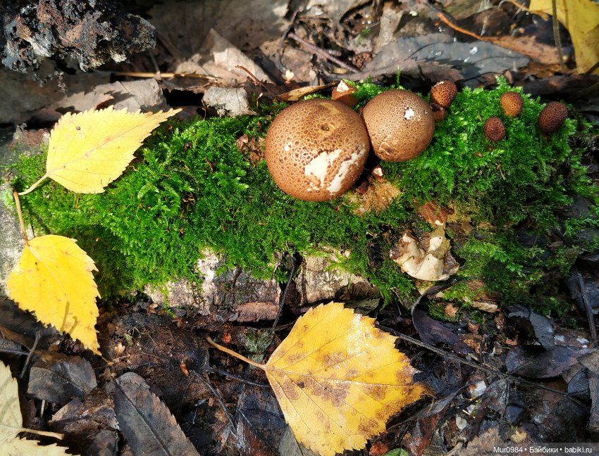 Сбор даров леса и осеннего урожая (фото 3)