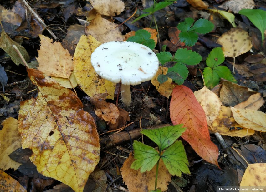 Сбор даров леса и осеннего урожая (фото 2)