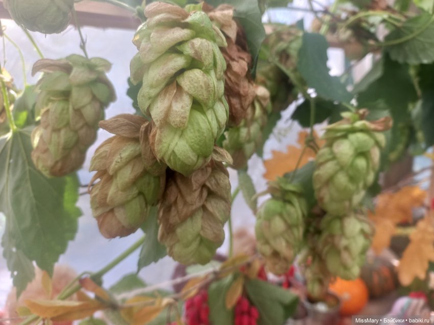 Праздник урожая 2023. Фотоотчет