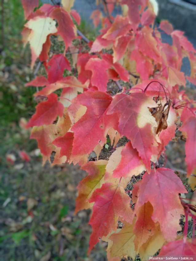 Тини Китти — Фэшн (фото 2)