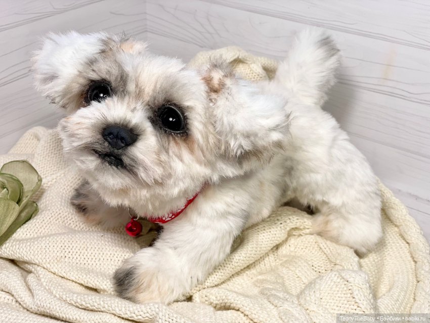 Зая 🐶🐾 — Реалистичные игрушки и звери (Натюр): собаки