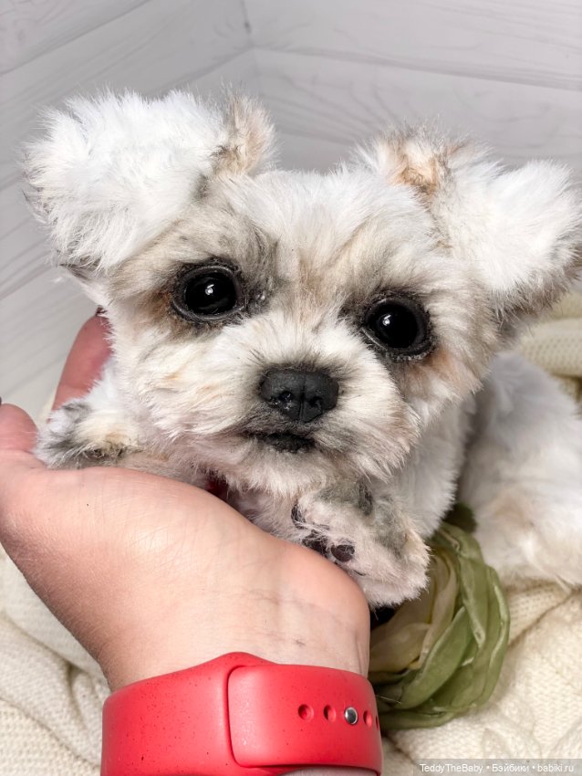 Зая 🐶🐾 — Реалистичные игрушки и звери (Натюр): собаки (фото 6)