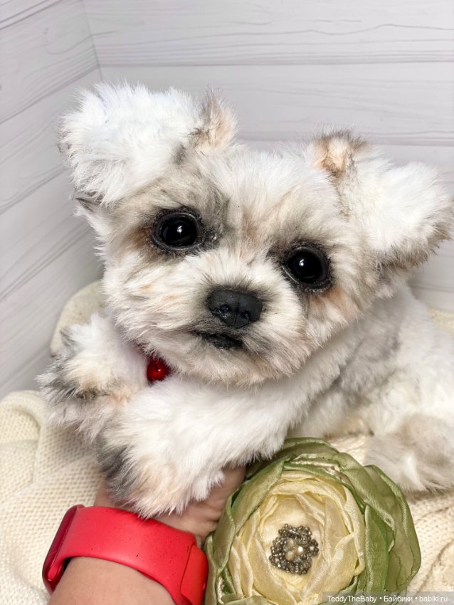 Зая 🐶🐾 — Реалистичные игрушки и звери (Натюр): собаки (фото 9)